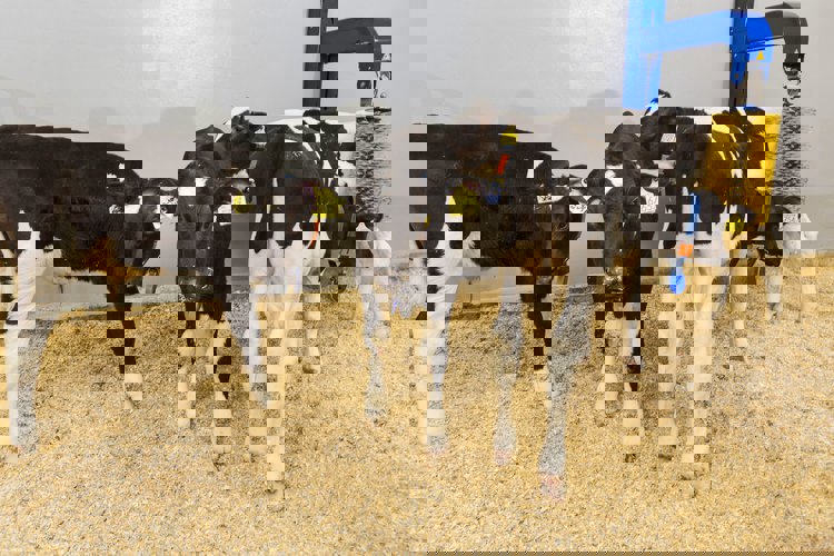 Cattle Research center