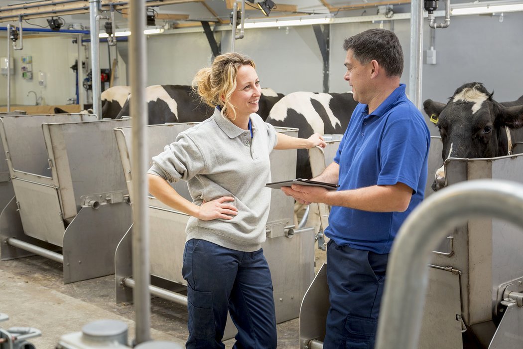 discussing about the feed production plan 