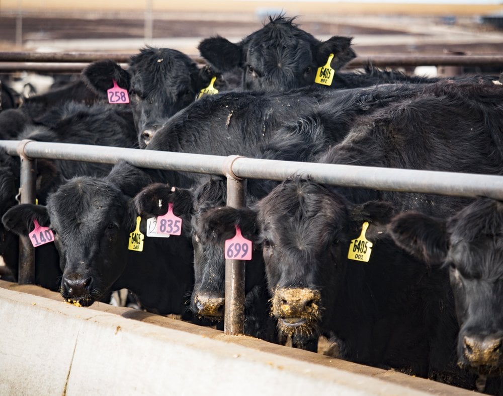 Preventing bovine respiratory disease (BRD) in finishers