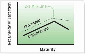 Silage Fermentation Process