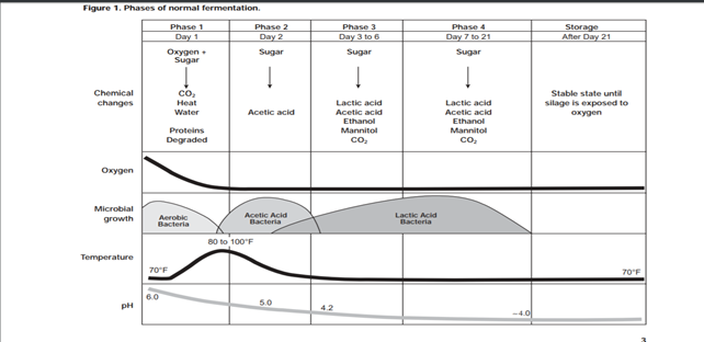 silage fermentation process