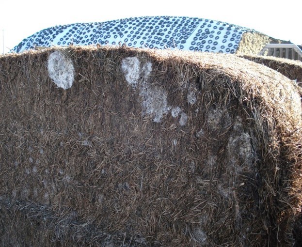 Spoiled silage with yeast and moulds