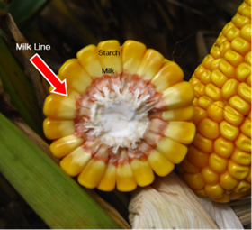 corn maturity for ensiling