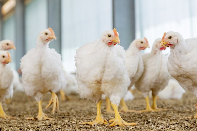 Mani Broilers Broilers