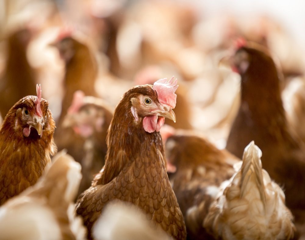 healthy broiler flock