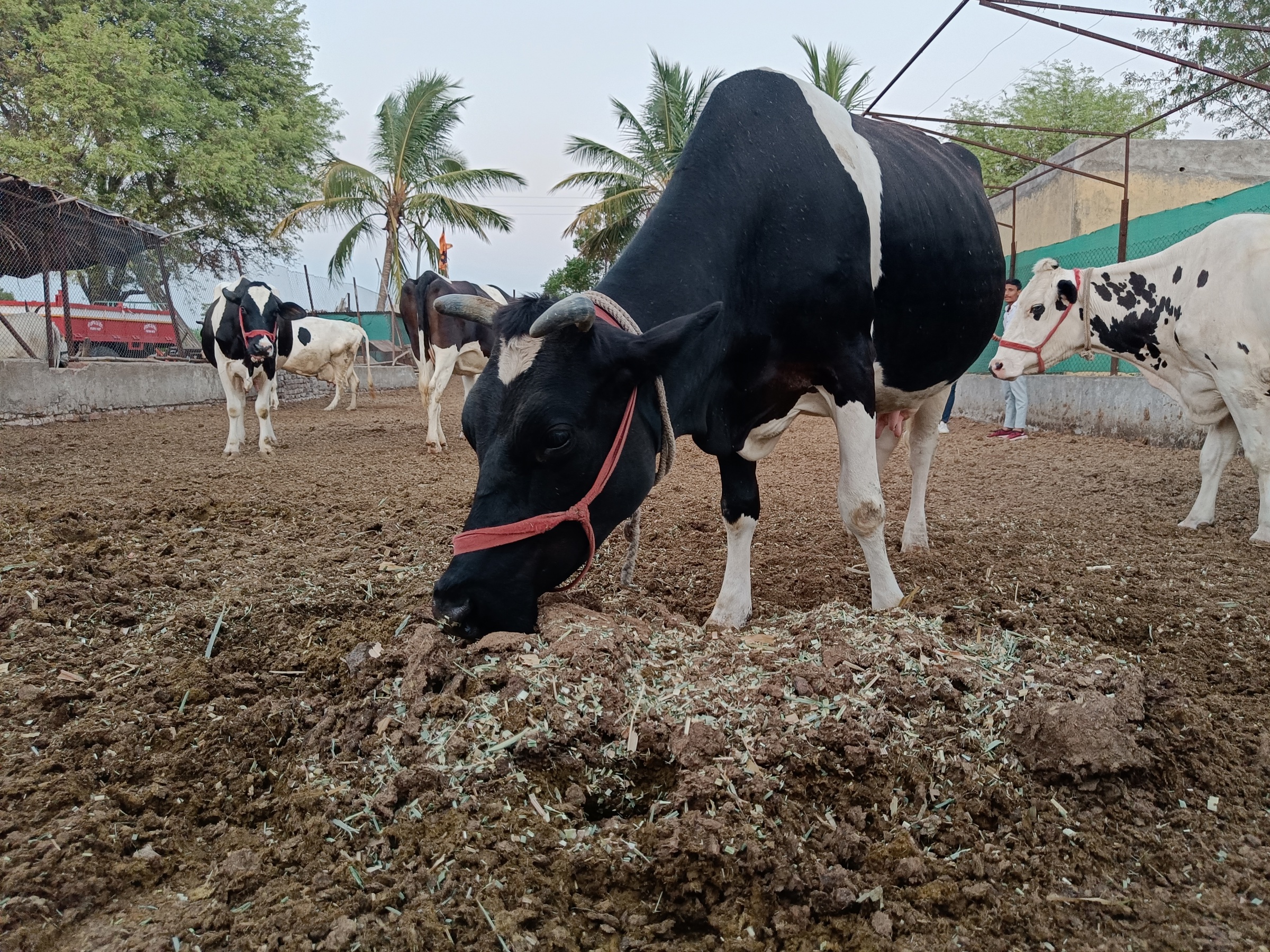 Dairy cattloe minerals