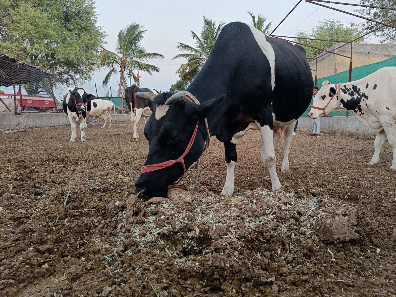 Dairy cattloe minerals 