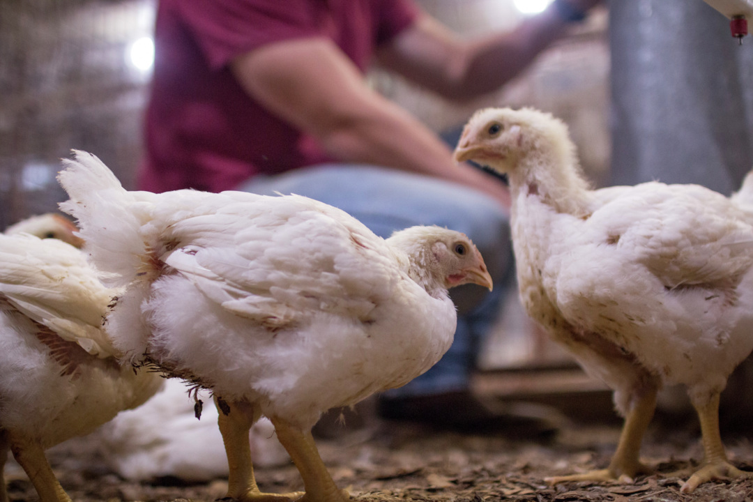 Poultry Gut health