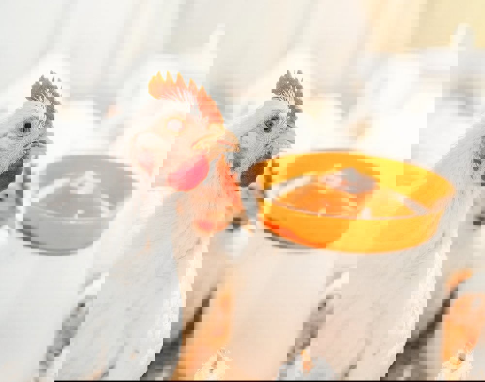 Broiler feed and water management - Trouw Nutrition