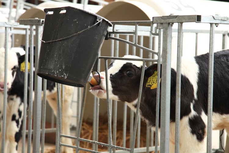 Metabolic programming to ensure calf growth - Trouw Nutrition