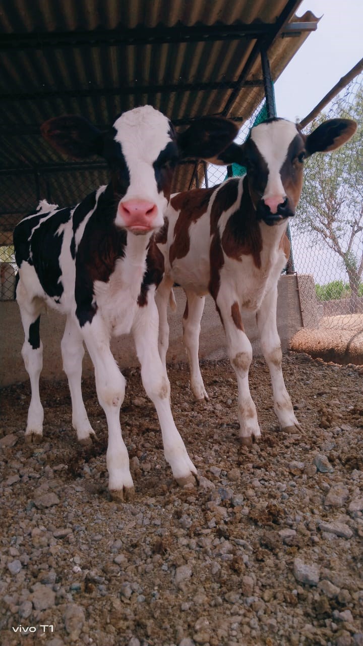 Dairy cow nutrition