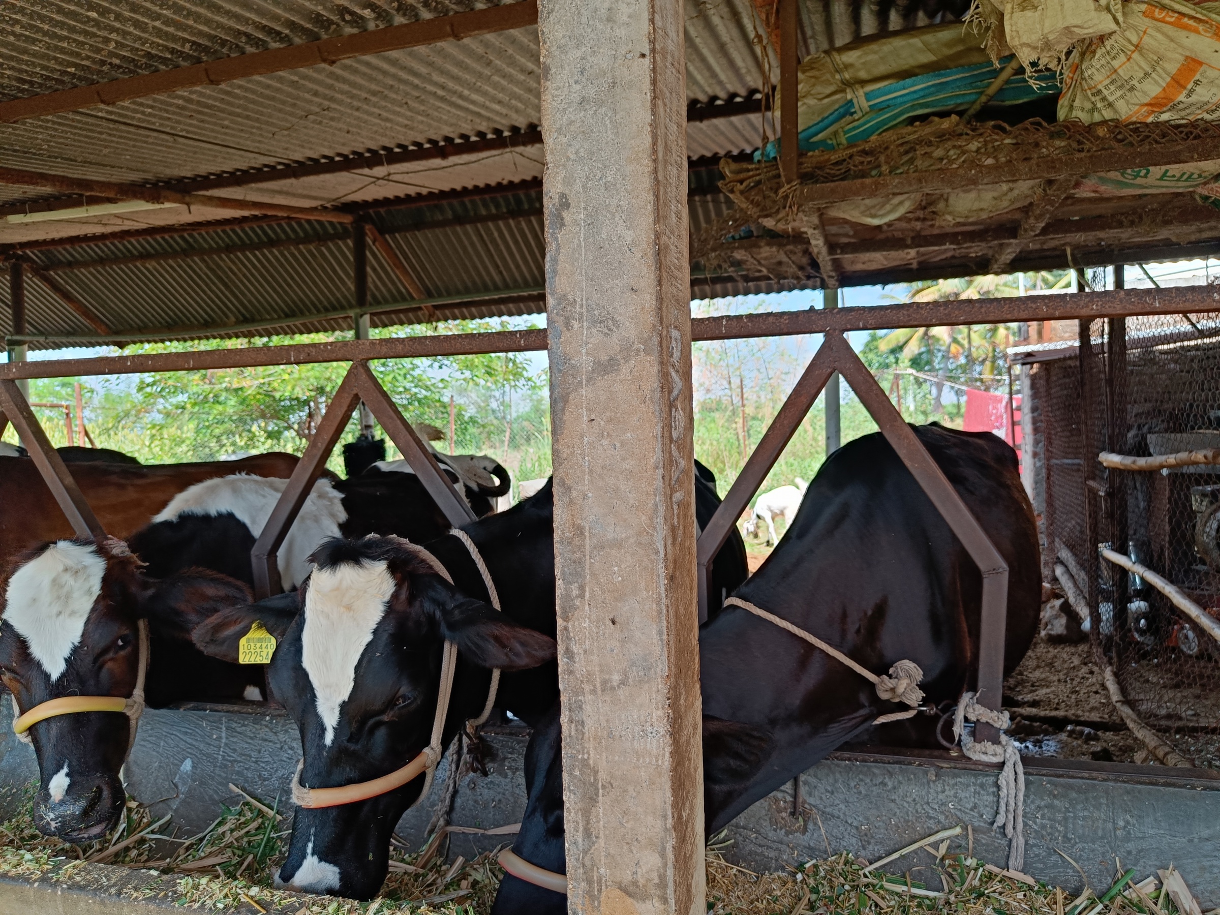 Reducing Dairy Carbon Footprint