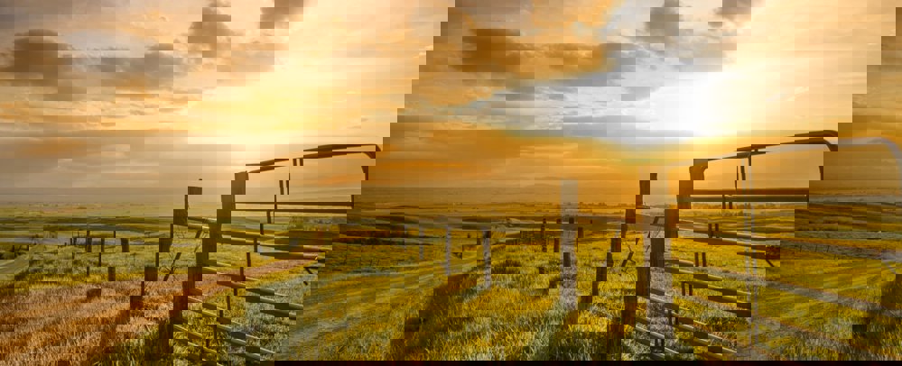 Field with sunset