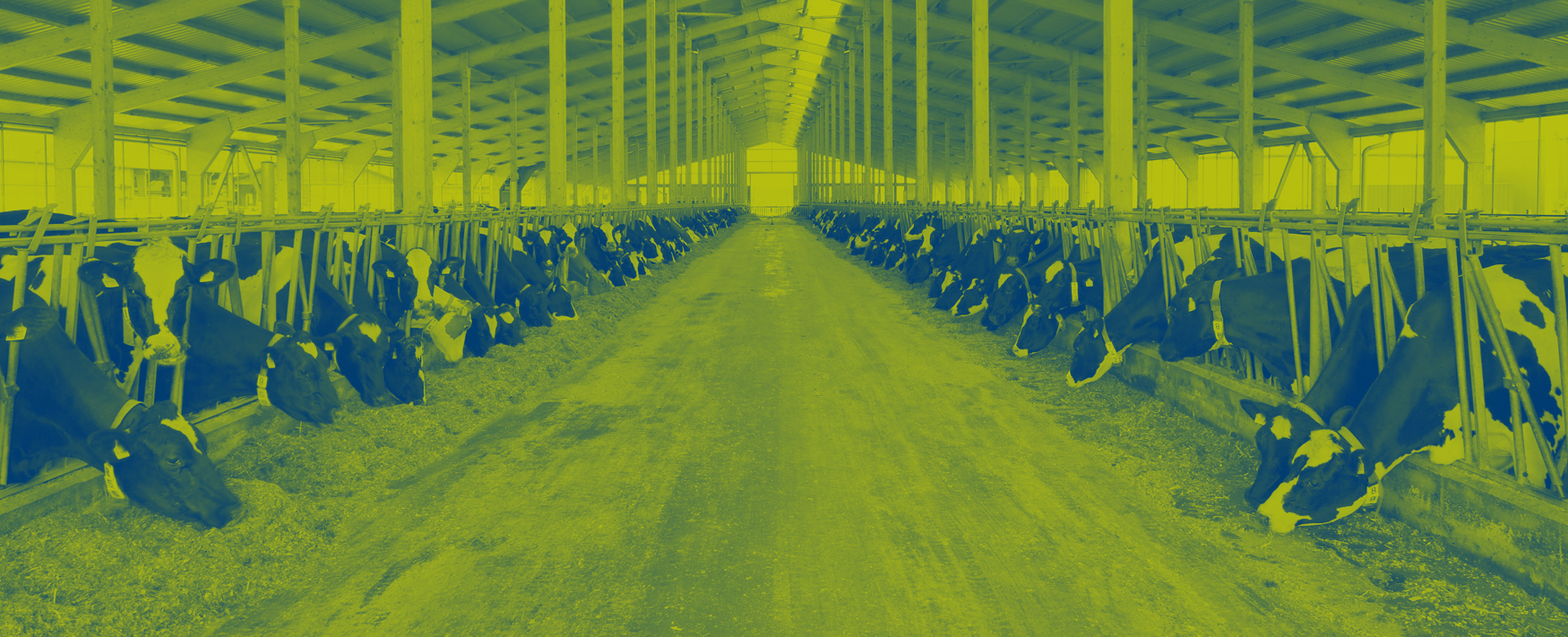 Dairy Cows