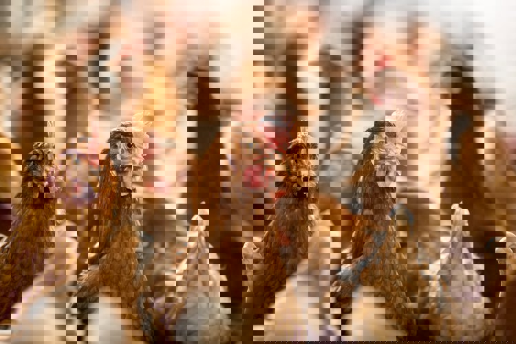 poultry feed additives