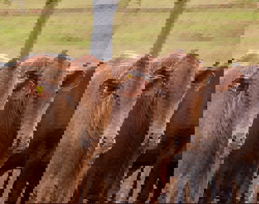 Brahman bulls eating at a feedlot in BrazilTwo red angus looking at the camera