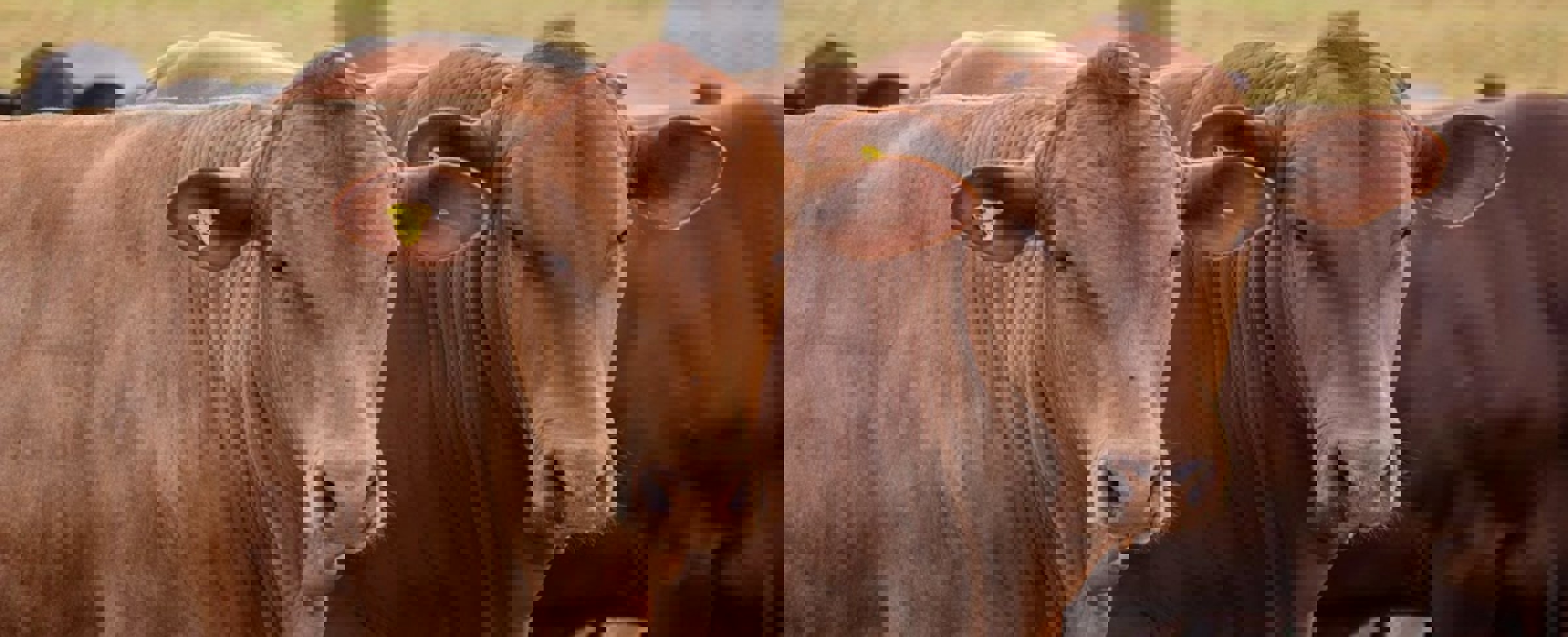 Brahman bulls eating at a feedlot in BrazilTwo red angus looking at the camera