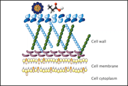 activated propionates