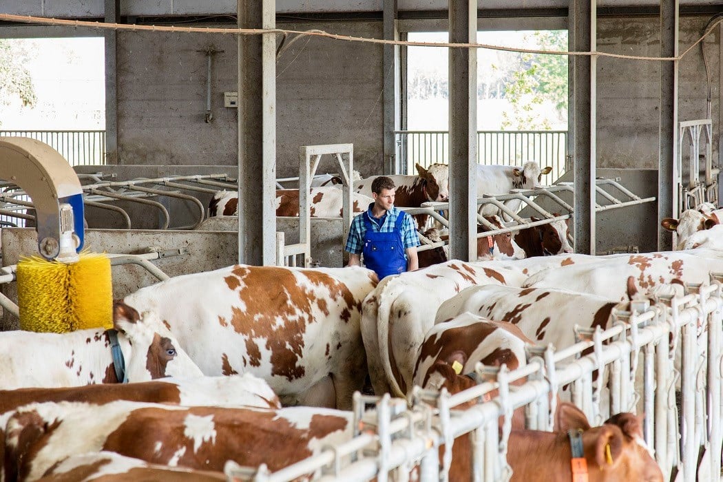 modern dairy farm with full facilities