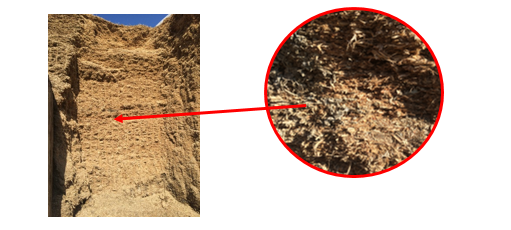 Silage mold spoilage because of second fermentation