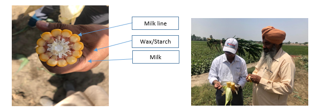 Determination of milk line, to judge the correct harvesting time for maize fodder