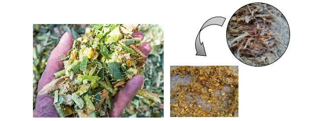 Uncrushed kernels in corn silage are eliminated undigested in the manure