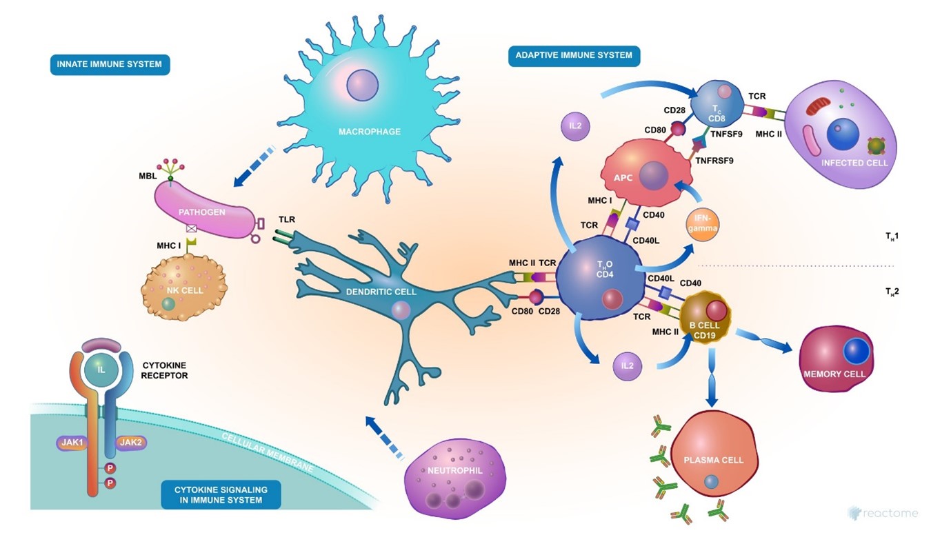 Immunomodulation of ß-glucans