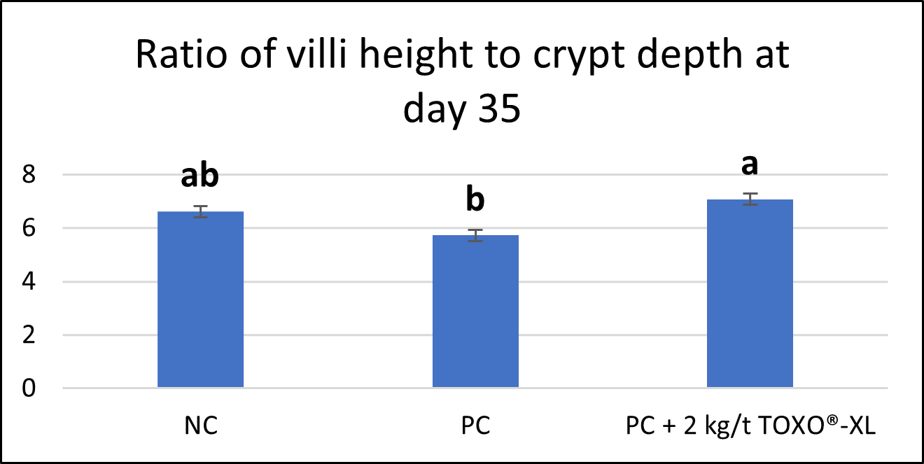 Effects of Toxo XL in Villi /Crypt Depth