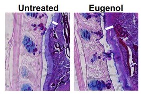 thickening of inner mucus layer in mice receiving eugenol