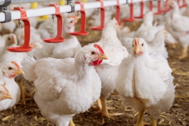 A group of broilers in farm