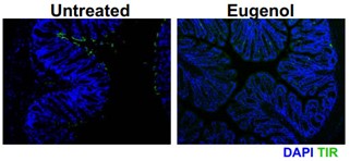 Green immunostaining indicating colonization with C. rodentium