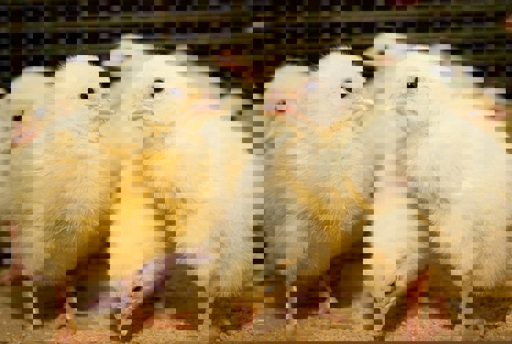 caring young chicks to optimise their health and immunity