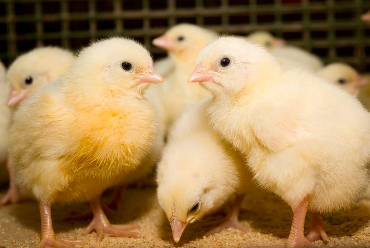caring young chicks to optimise their health and immunity