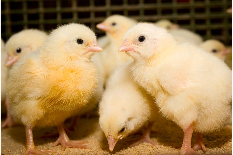 caring young chicks to optimise their health and immunity