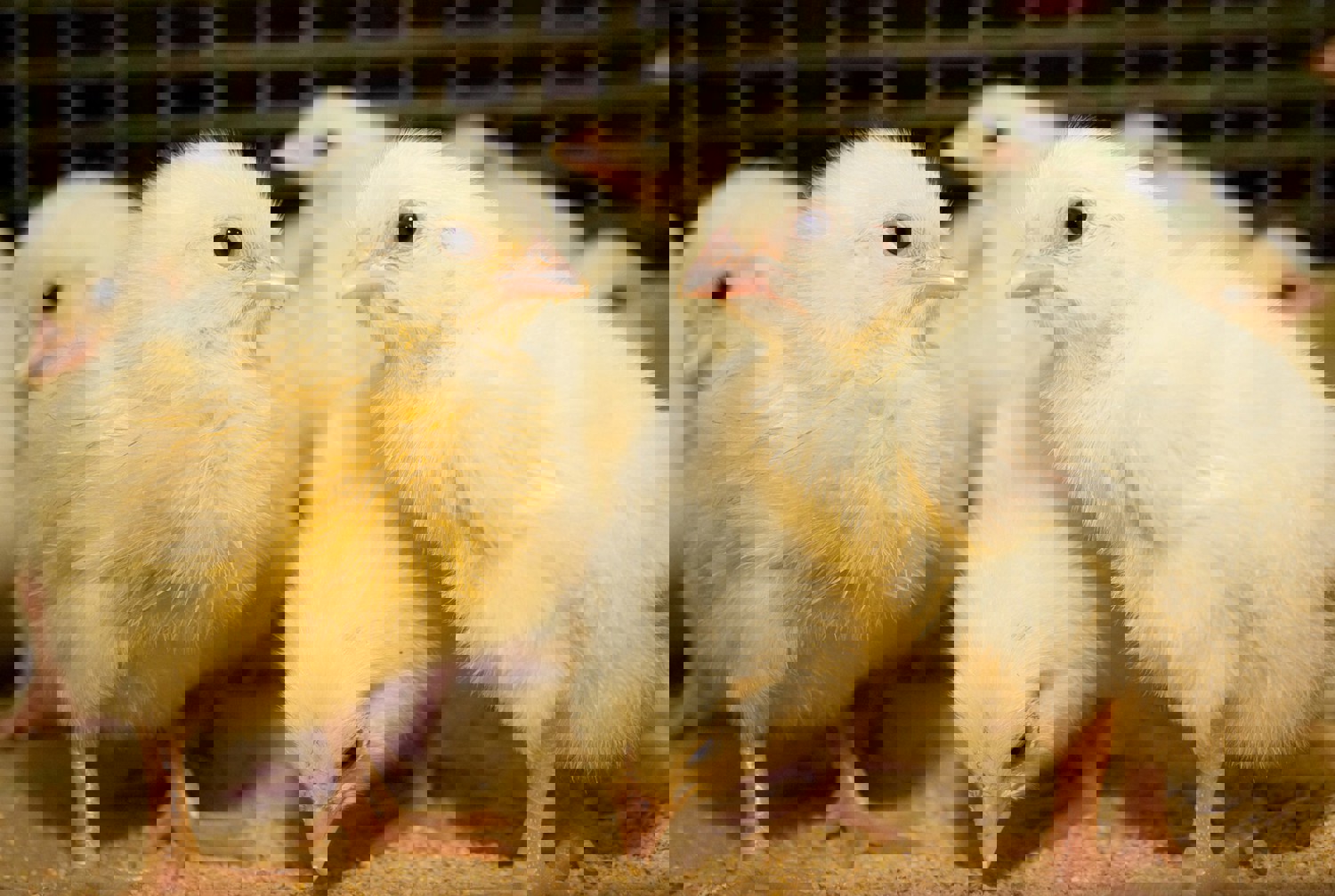 Poultry feed additives