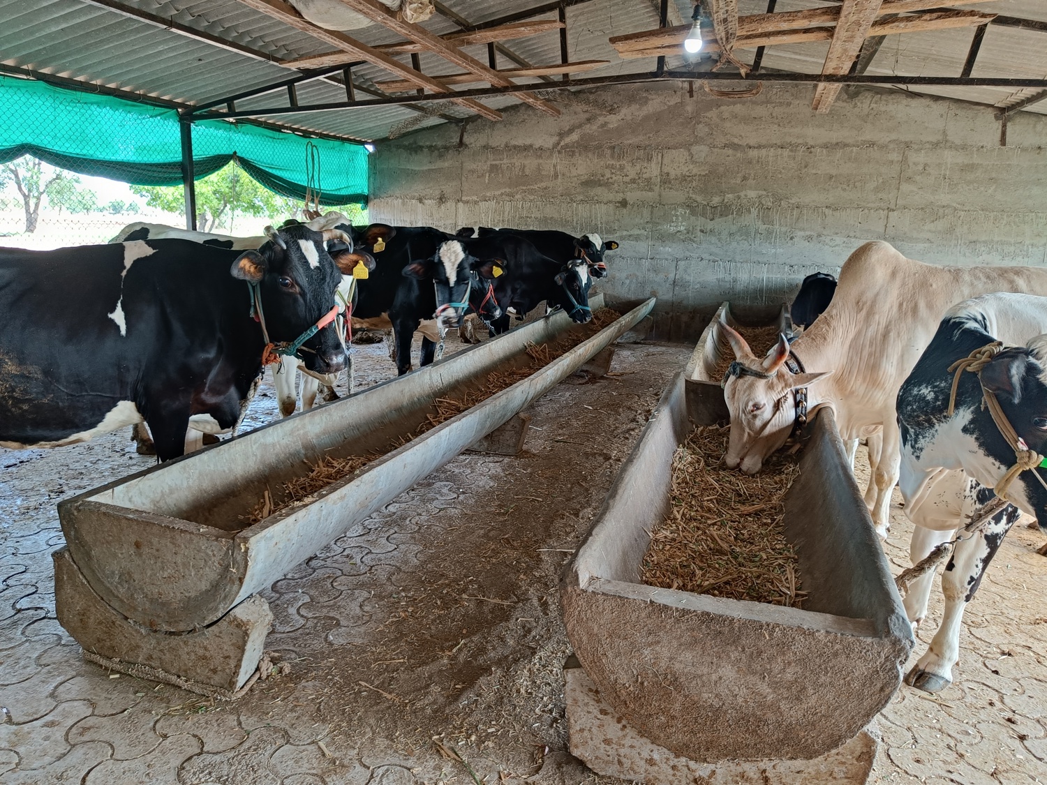 Feed efficiency