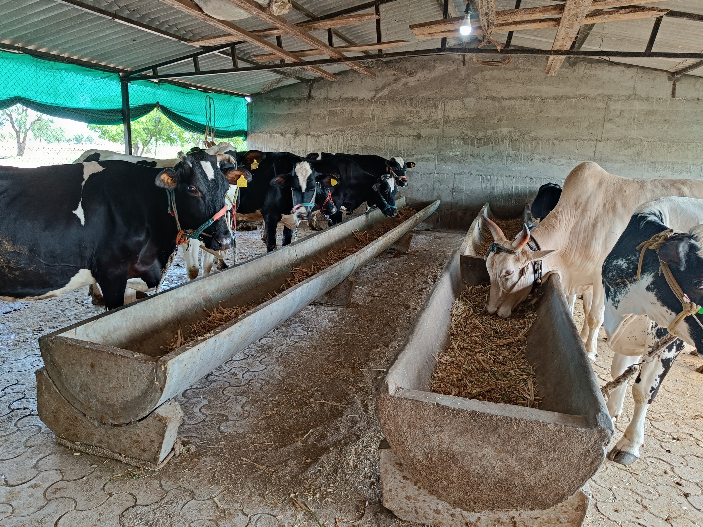 Feed efficiency