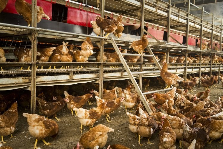 AMR reduction in poultry