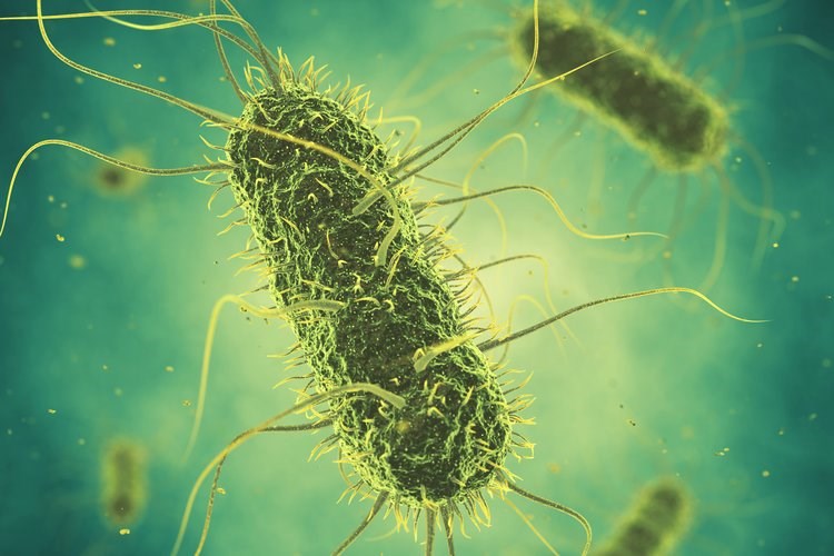 bacterial infestation in poultry and bacterial feed 