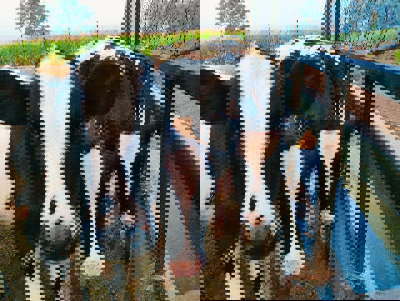 Dairy Feed Additives