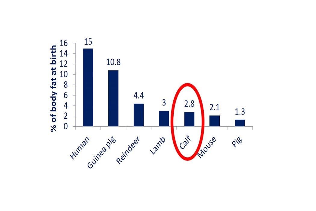 growth of calves after colostrum feeding