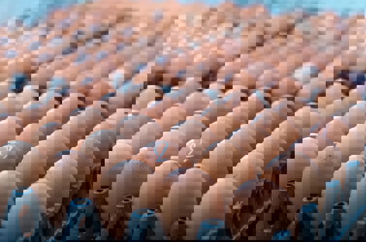 layer feeding tips to increase egg production in India