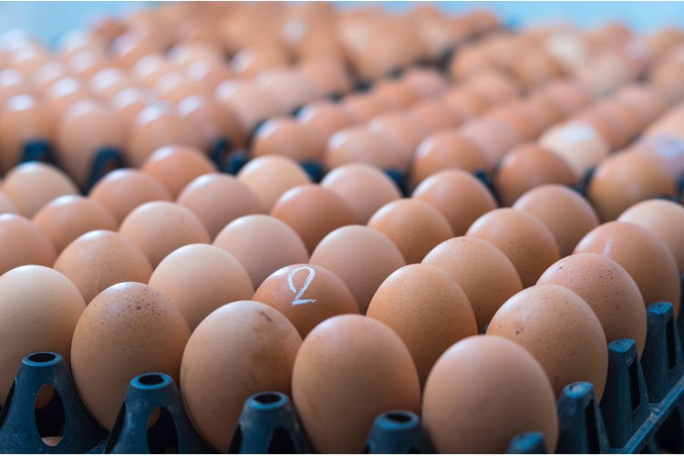 layer feeding tips to increase egg production in India