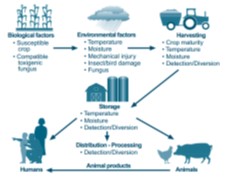 Factors affecting mycotoxin