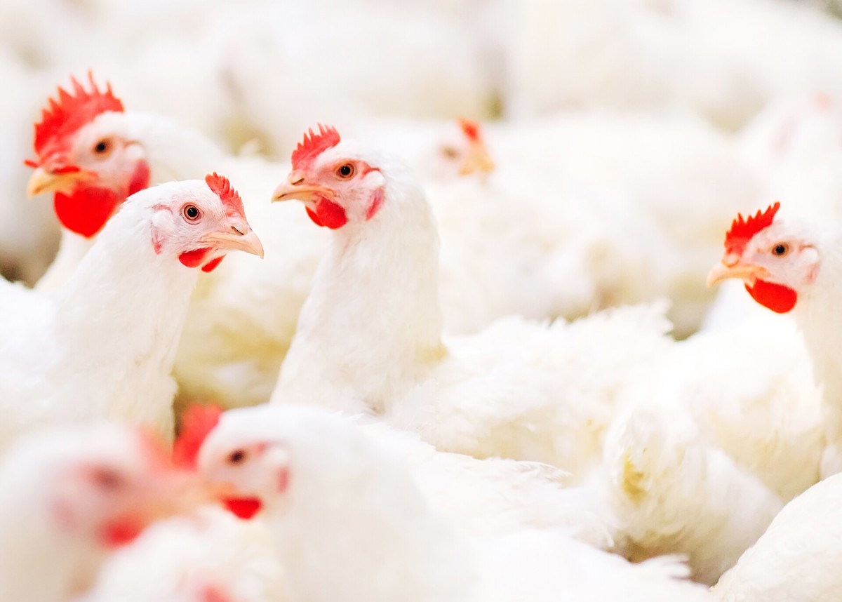 Indian poultry industry making global impact - Trouw Nutrition