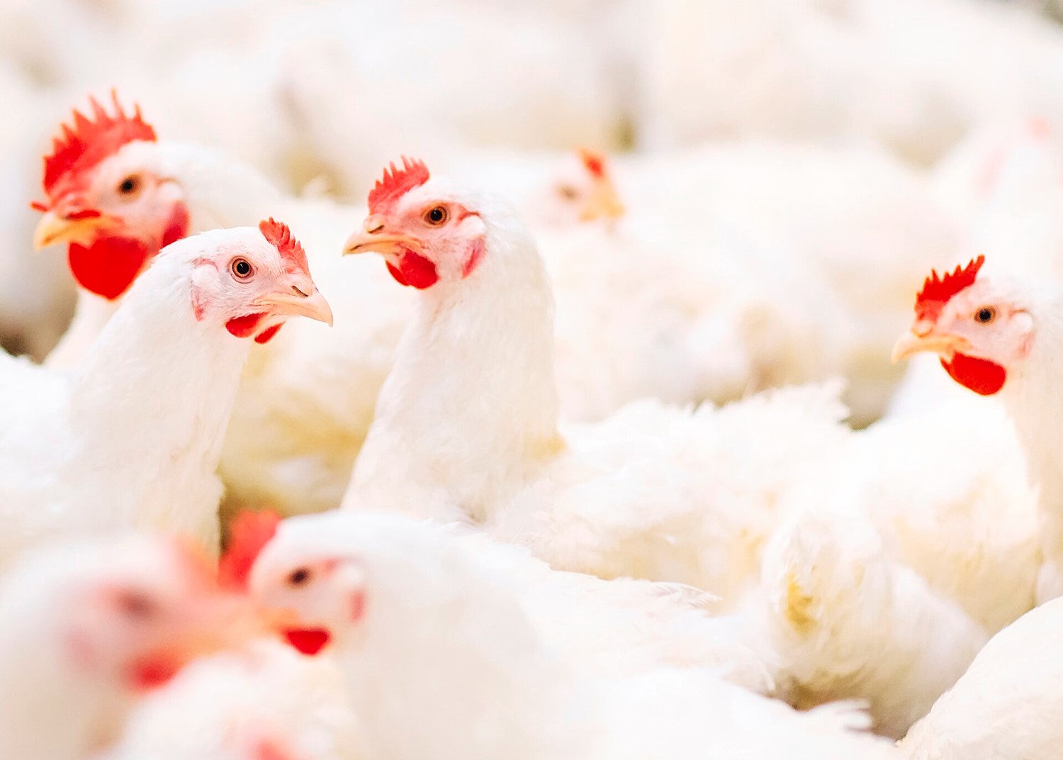 Indian Poultry Industry - making a mark on the global map