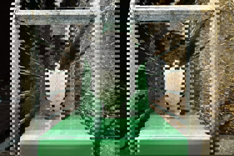 Animal Nutrition Company in India