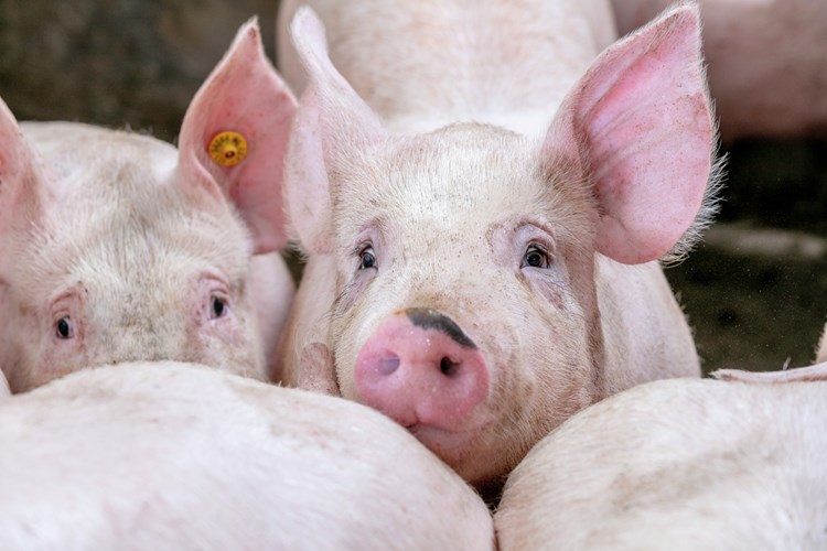 Swine farm management 