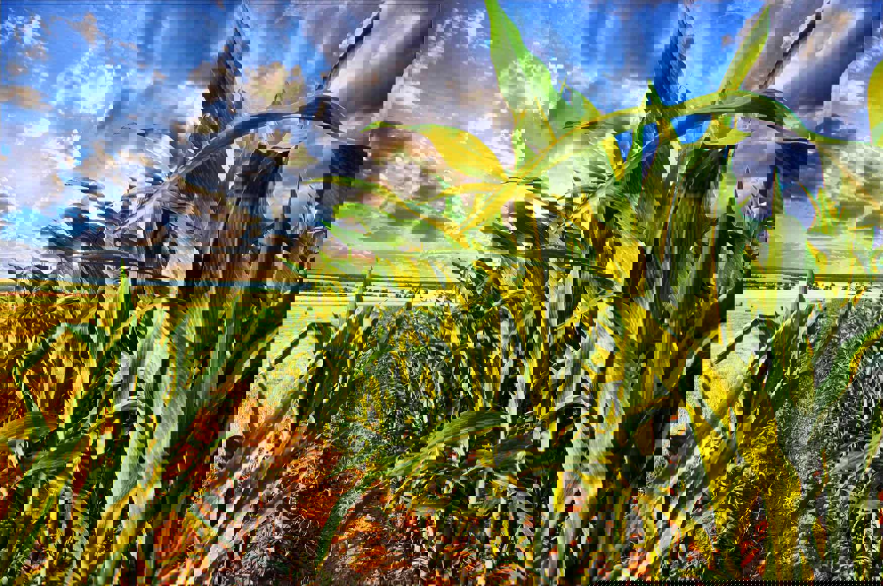 corn maize field