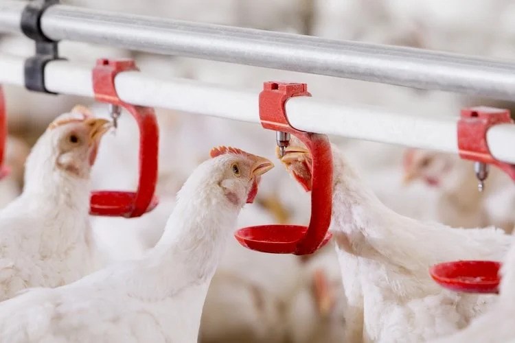 commercial poultry farming